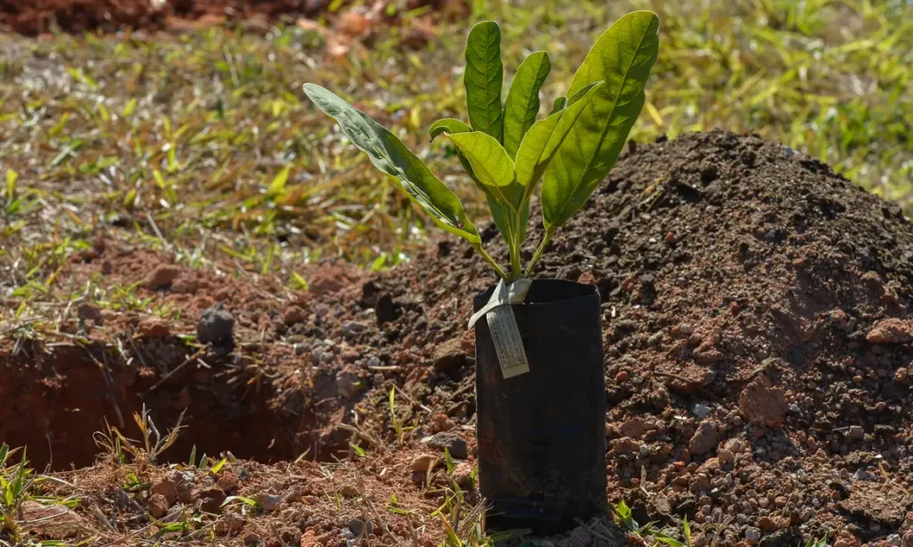 Muda de árvore em saco plástico pronta para plantio ao lado de cova de terra